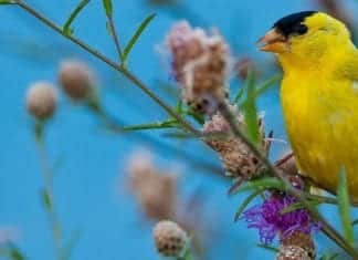 Our Backyard Friends Get Help