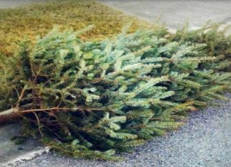 City of Carlsbad Free Christmas Tree Recycling