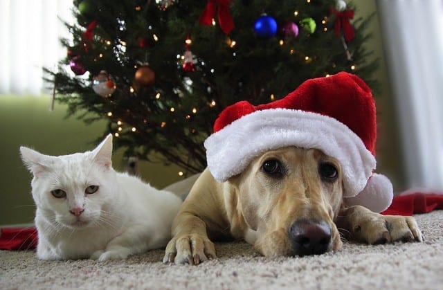 Tips to help Your Pet have a Happy and Healthy Holiday | North County ...
