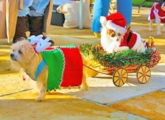 Pet Parade around the Carlsbad Village Dec 10th