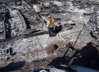 Rising From the Lilac Fire Ashes