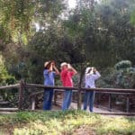 Birding