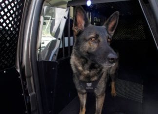 Escondido Police Department K-9 Unit
