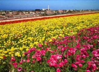 2021 Green Business Expo at The Flower Fields | April 21, 2-6pm