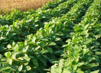 Grants Available for Agricultural Projects