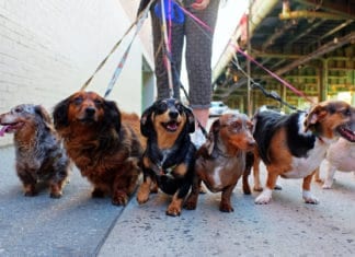 The Tale of Two Parks and Dogs