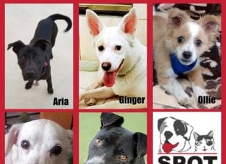 Dog Adoption & Fundraising Event Benefiting SPOT
