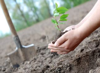 City of Carlsbad is Celebrating Arbor Day