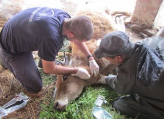 Animals Need Our Advocacy Too