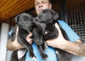 Looking For A Good Dog Breeder