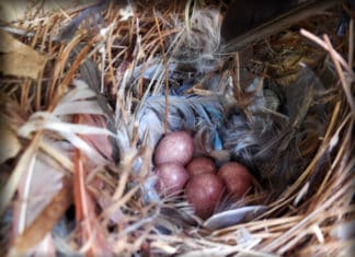 Kids in the Garden class – Birds, Nests and Feathers
