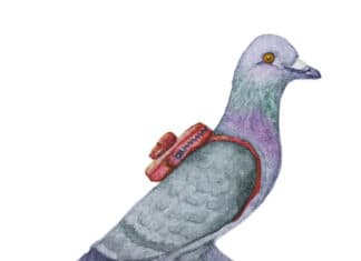 From Messenger Pigeons to Satellite Terminals- Evolution of Communications in the USMC