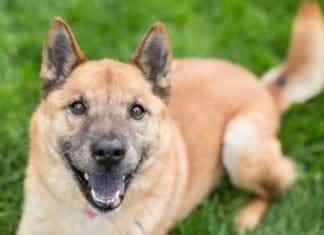 New Contact for Animal Services for Carlsbad