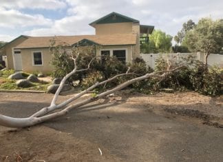 Eucalyptus Tree Limb Takes Out Electrical Lines on Vale View