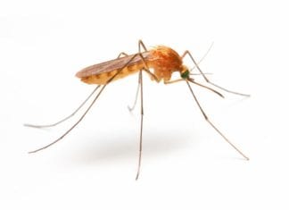 Help Fight Mosquitoes