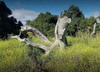 Buena Vista Park Revised Designs