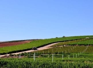 Report: Measure Y Would Devastate Farmers and Stall Economic Growth