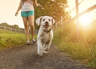 7 Trail Tips for Hiking with Fido