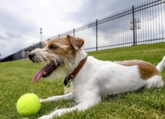 Poinsettia Park Dog Park Update
