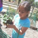 planting strawberries