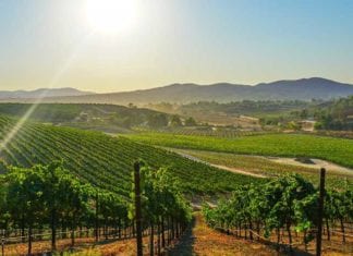 The Grape State of California