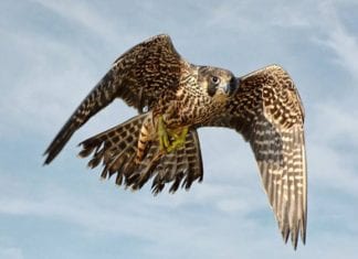 Raptor Institute Brings Birds of Prey to Library Jan. 26