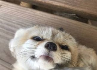 Wild Wonders Offers Discounted Tours to First Responders in January