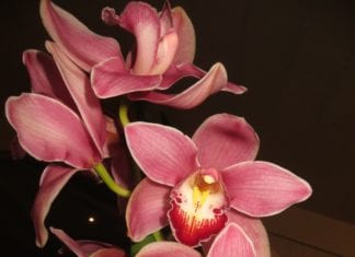 Orchid Auction to be Held in San Marcos