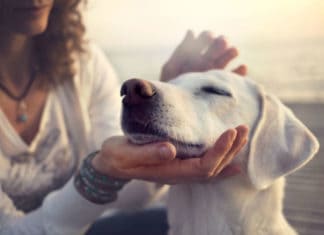 New Programs Aimed at Elevating Awareness for Safe Cannabis Use in Pets