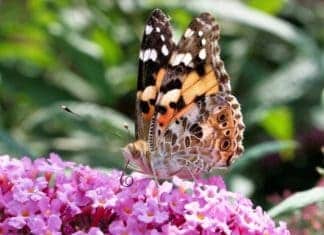 County Blooming with Painted Lady Butterflies