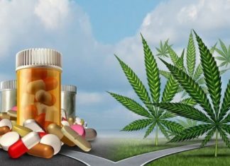 CDC Tells Pain Doctors: Ignore Cannabis (Marijuana)