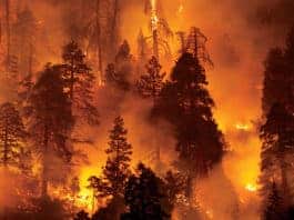 It’s Always Wildfire Season
