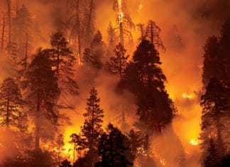 Now They Have Burned Los Alamos