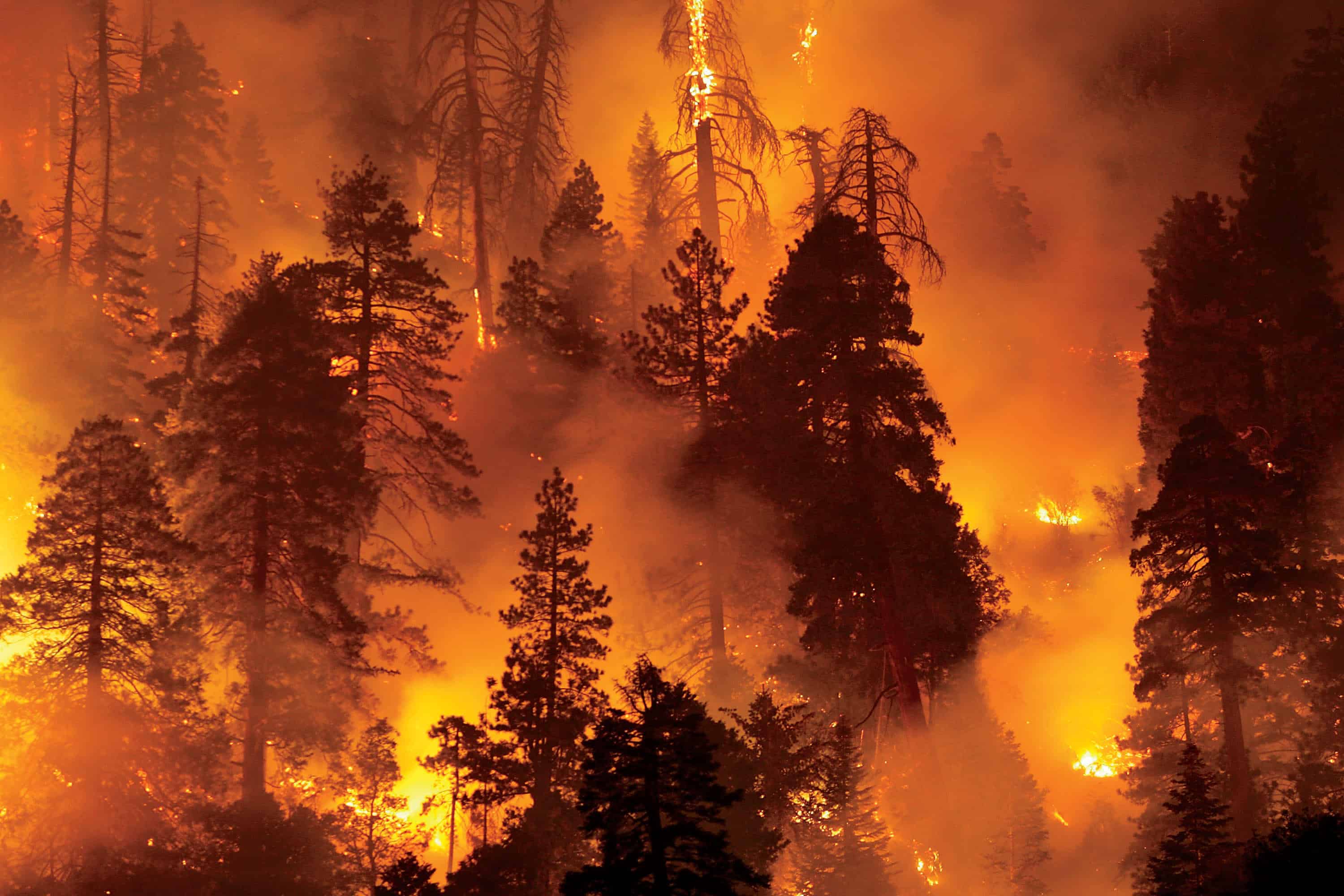 Лесной пожар 3 класс. Пожар в лесу. Природные пожары. Горящий лес. Лес в огне.