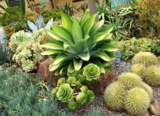 Landscape Design for Carlsbad Homeowners March 23