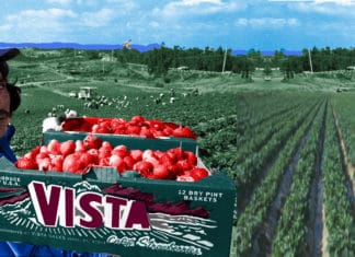 The Surfing Madonna Foundation Proposes Funding 18’ Mosaic on Avo Playhouse