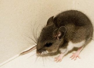 Three Deer Mice Test Positive for Hantavirus