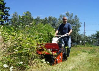 Property Owners are Responsible for Clearing Weeds