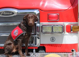 New Therapeutic Facility Dog Introduced to Vista Firefighters WATCH VIDEO
