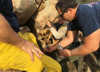 Dog Trapped for Days in Boulders Rescued