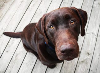 New Therapeutic Facility Dog Introduced to Vista Firefighters on April 11