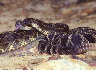 Summer Brings Warm Temps and Scaly Critters