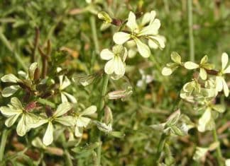 New Invasive Weed Species Found in Carlsbad
