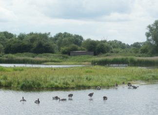 Suspicious Death Body Floating in a Marsh/Lagoon