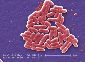 Four Cases of E. coli Bacteria Linked to San Diego County Fair