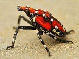 Science for Our Growers to Control Spotted Lantern Fly