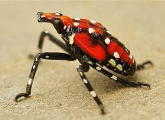 Science for Our Growers to Control Spotted Lantern Fly