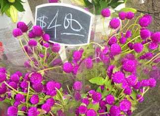 27 Years Oceanside Farmers Market