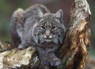 Helping California’s Native Wildlife