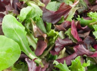 Solutions Farms has Lettuce for Sale!